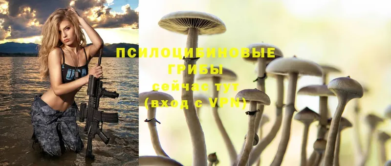 Псилоцибиновые грибы Psilocybe  Боровичи 